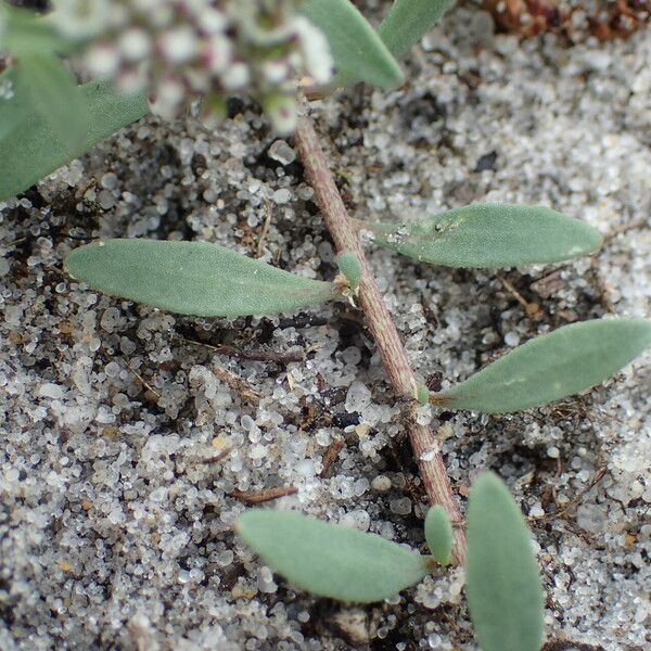 Corrigiola litoralis 葉