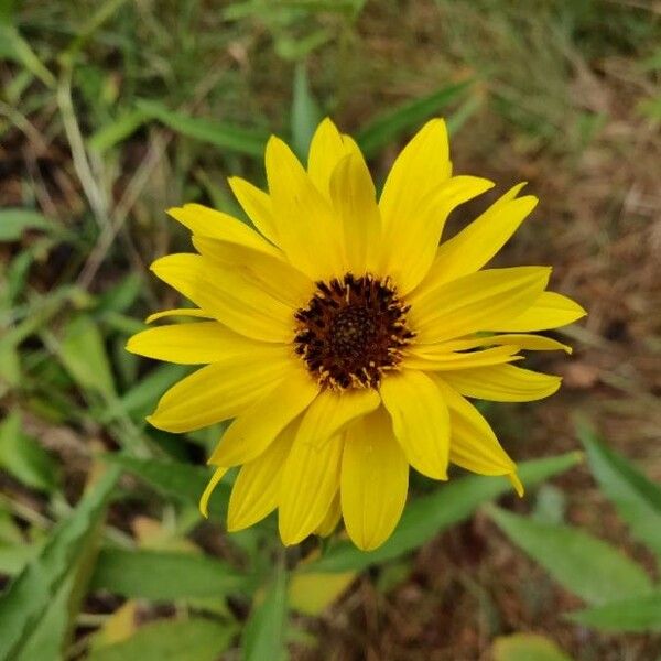 Helianthus pauciflorus Flower