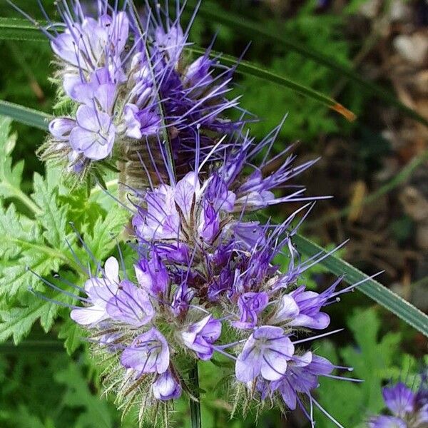 Phacelia tanacetifolia 花