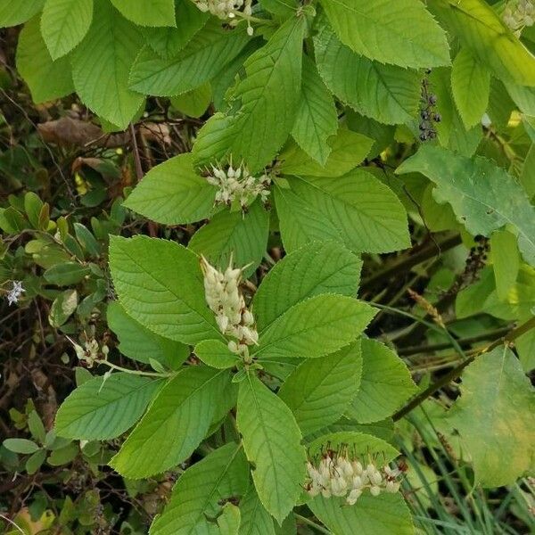 Clethra alnifolia Blad