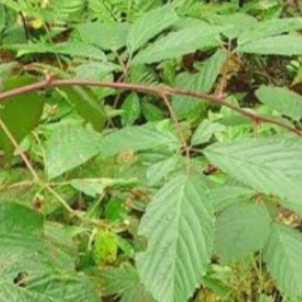 Rubus canadensis 叶