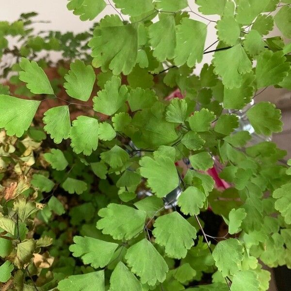 Adiantum raddianum List