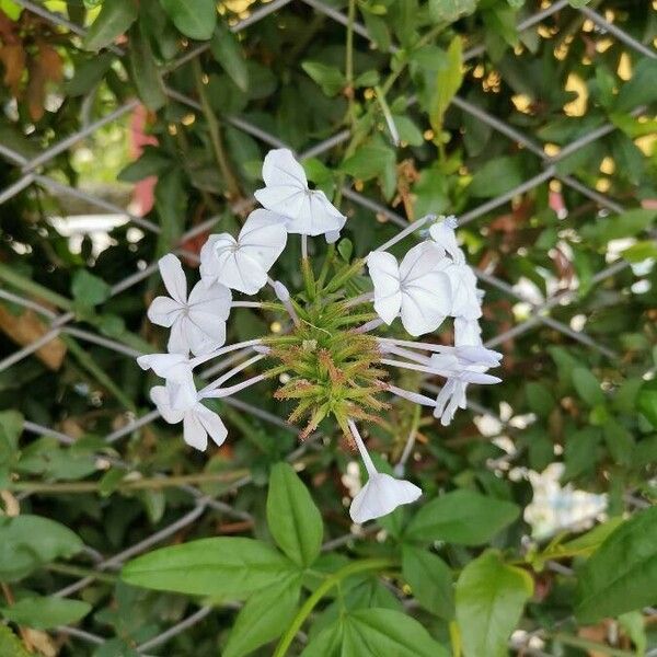 Plumbago auriculata Λουλούδι