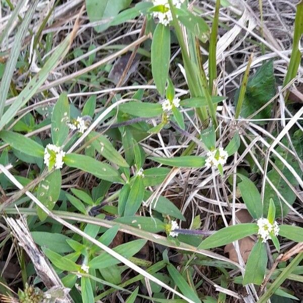 Mitracarpus hirtus Hábito