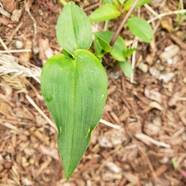 Commelina communis Leaf