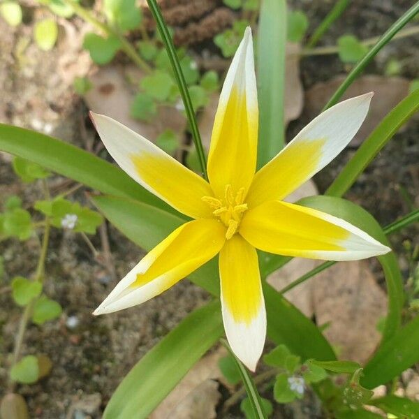 Tulipa tarda Flower