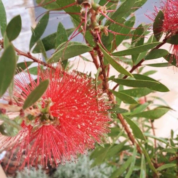 Callistemon citrinus Blomma