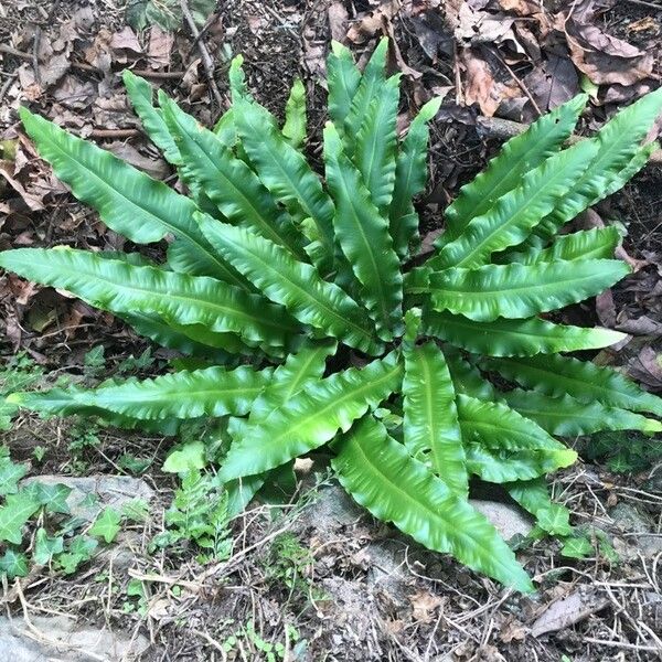 Asplenium scolopendrium List