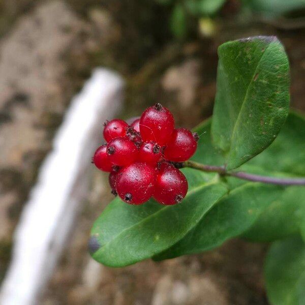 Lonicera periclymenum Frukto