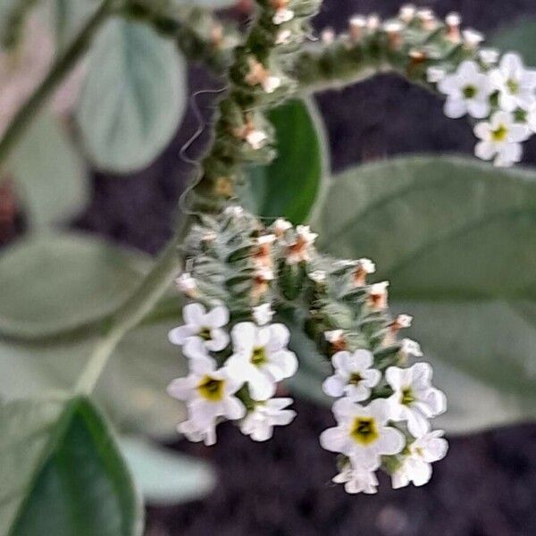 Heliotropium europaeum Fiore