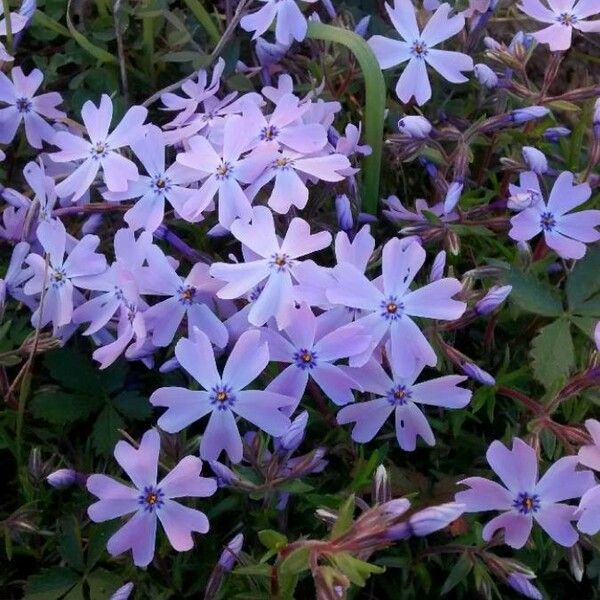 Phlox subulata Flower