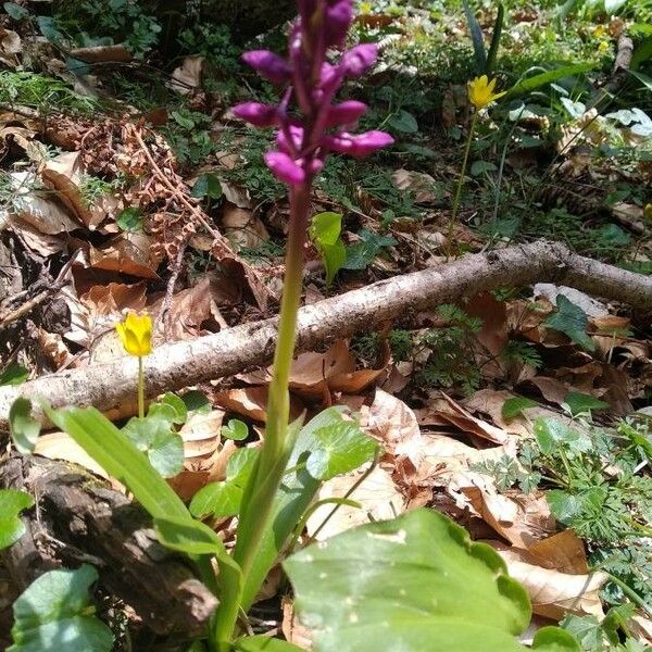 Orchis mascula Kvet