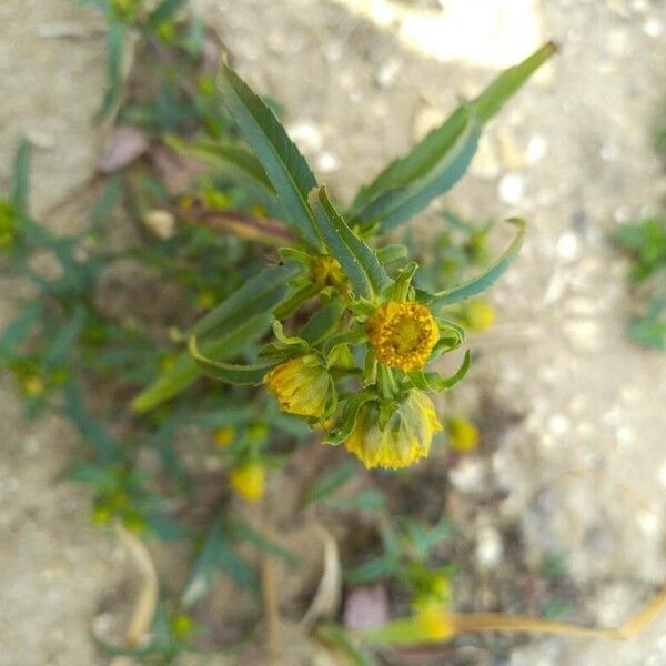 Bidens cernua ফুল