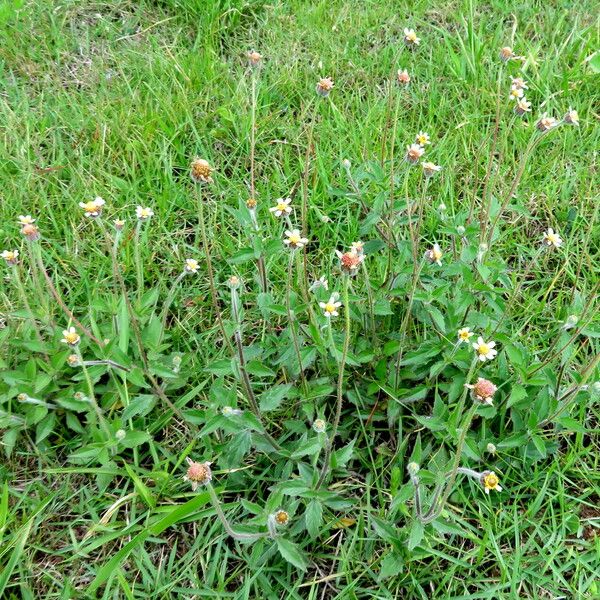 Tridax procumbens Floare