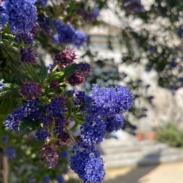 Ceanothus thyrsiflorus Blomma