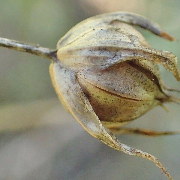 Linum grandiflorum Frukto