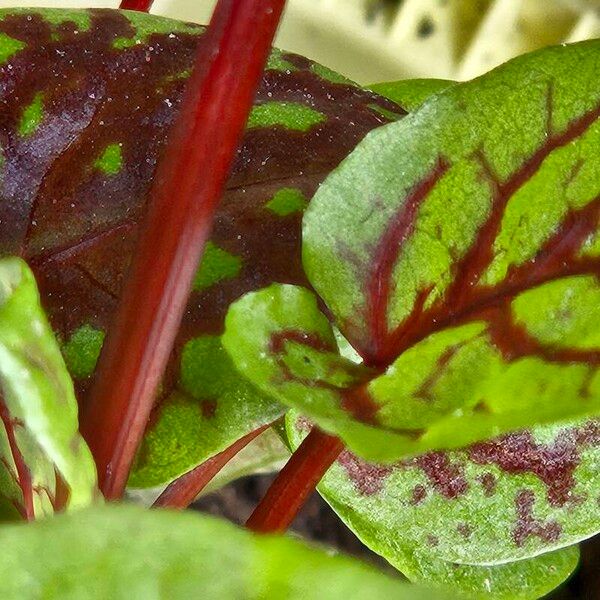 Rumex sanguineus Corteza