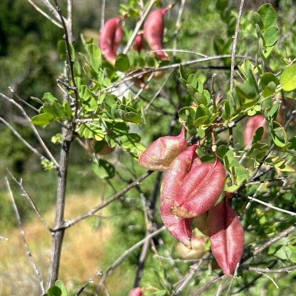 Colutea arborescens Blatt