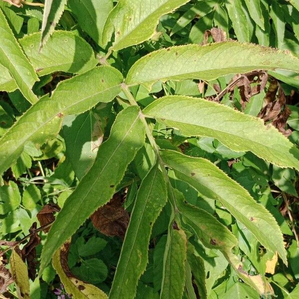 Sambucus ebulus Leaf