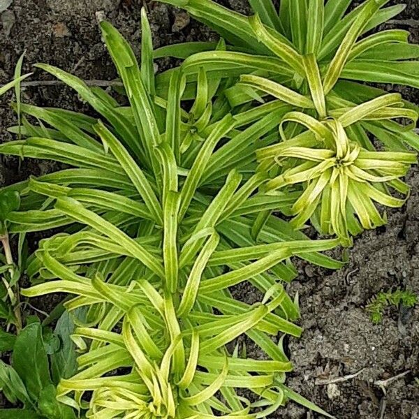 Lilium candidum Pokrój