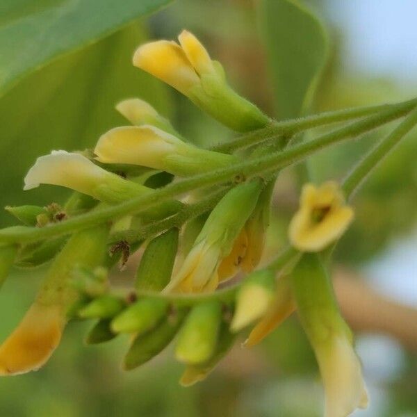 Dalbergia sissoo Λουλούδι