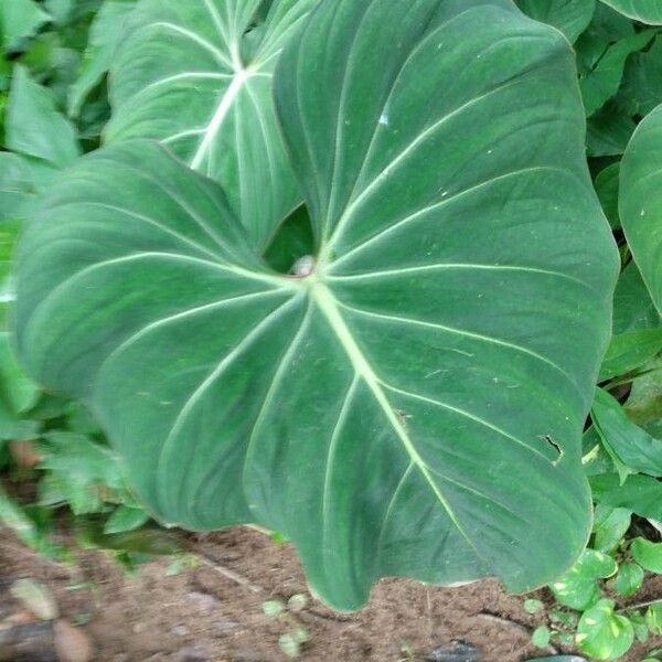 Philodendron gloriosum Blad