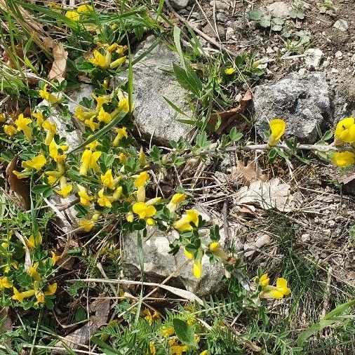 Chamaecytisus hirsutus Συνήθη χαρακτηριστικά