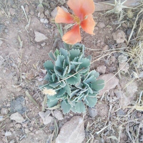 Glaucium corniculatum Natur