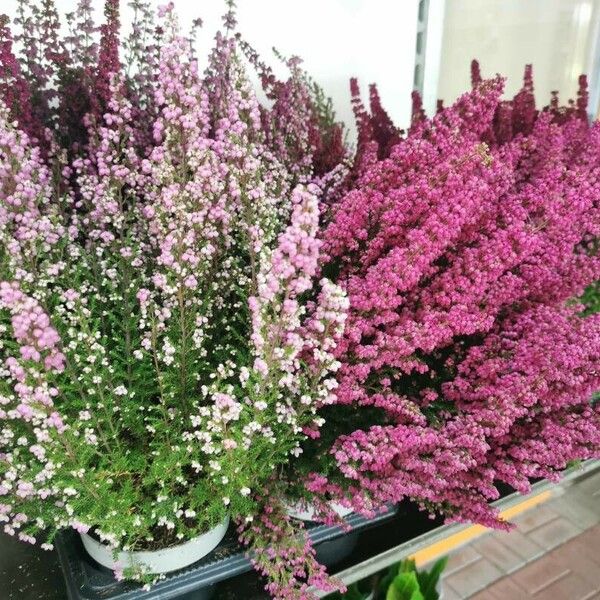 Erica gracilis Floare