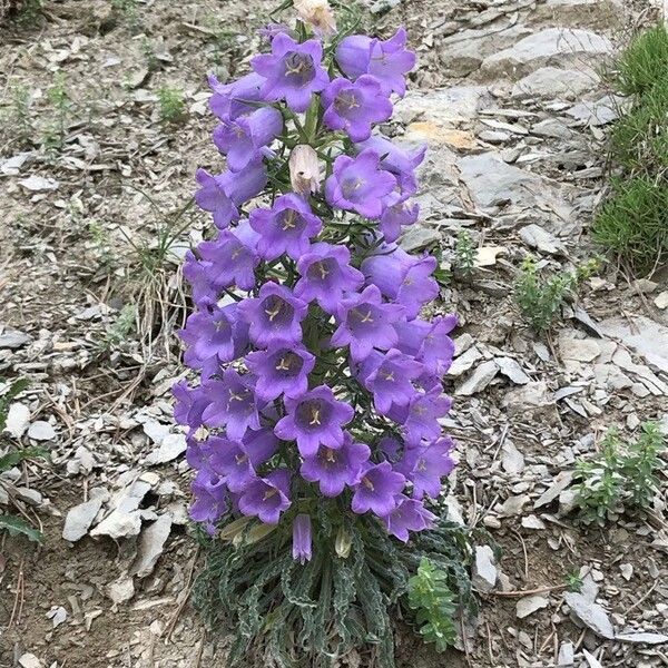 Campanula speciosa Flower