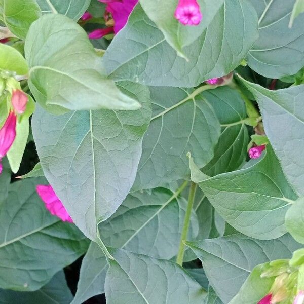 Mirabilis jalapa Blad