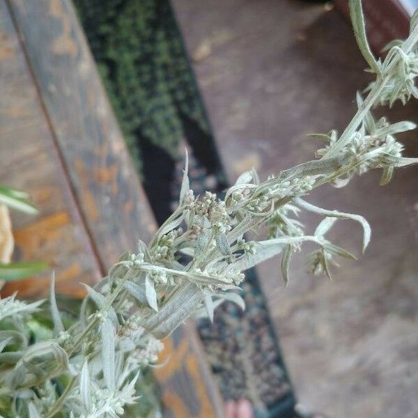 Artemisia ludoviciana ഇല