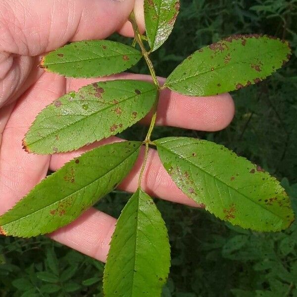 Rosa palustris List