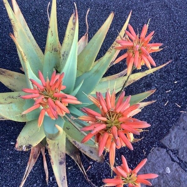 Aloe polyphylla Flower