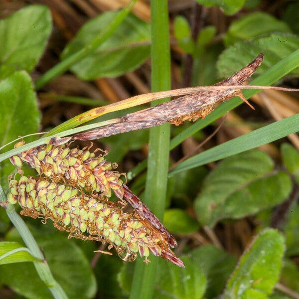 Carex flacca 果實