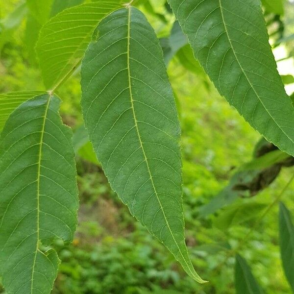 Juglans nigra Leaf