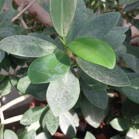 Ficus microcarpa Blad