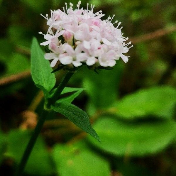 Valeriana sitchensis Žiedas