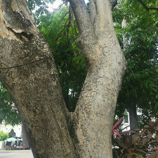 Spathodea campanulata 樹皮