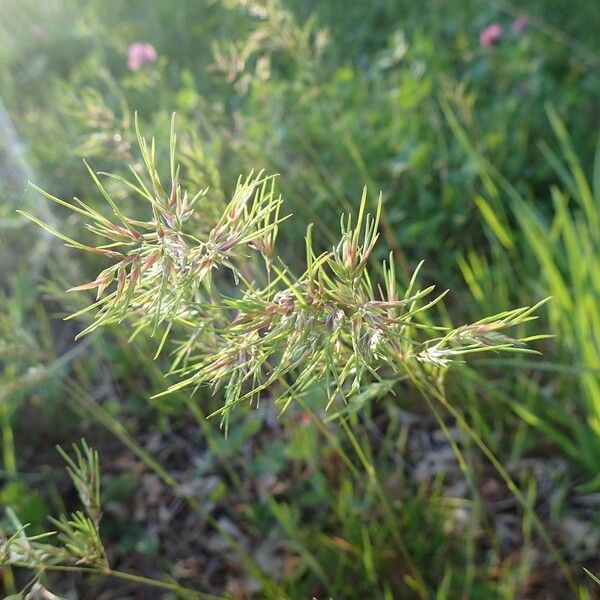 Poa bulbosa Habit