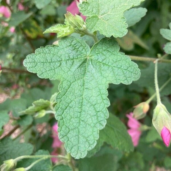 Anisodontea capensis Blad