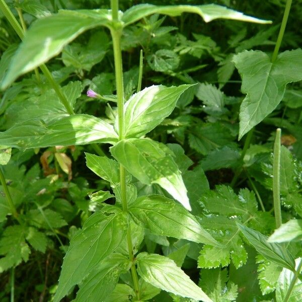 Epilobium alpestre Deilen