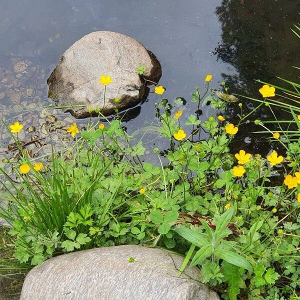 Ranunculus repens Flower