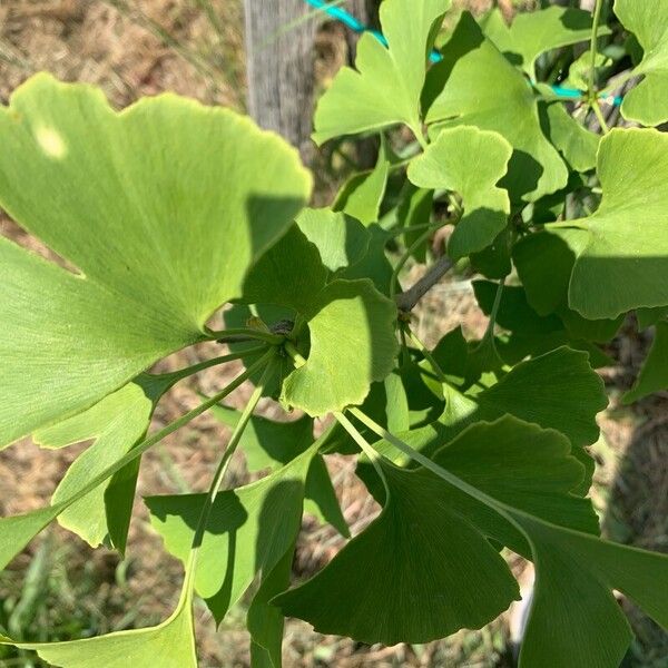 Ginkgo biloba Leaf