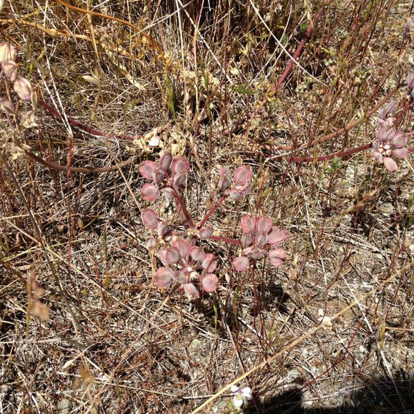 Lomatium dasycarpum (Woollyfruit desertparsley)
