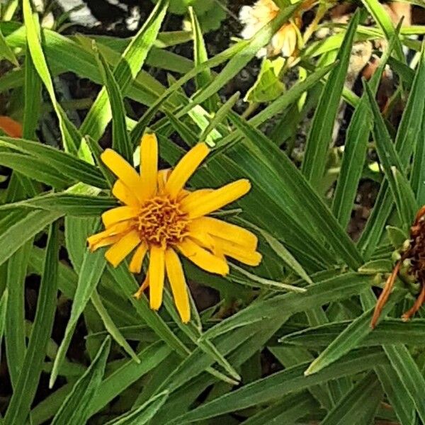 Pentanema ensifolium Blodyn