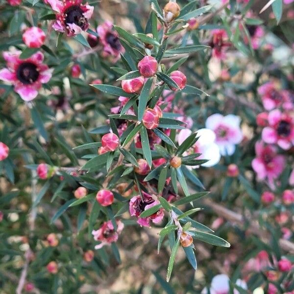 Leptospermum scoparium Blad