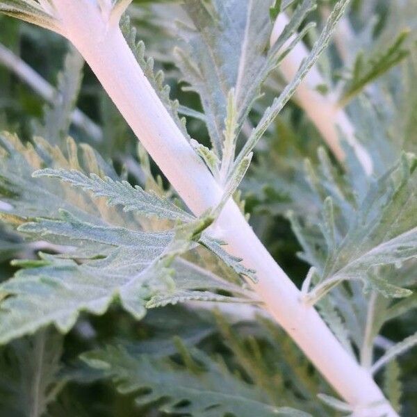 Salvia abrotanoides Bark