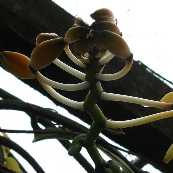 Vanilla africana Blüte