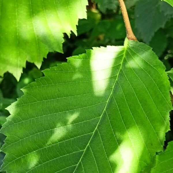 Ulmus laevis Blatt